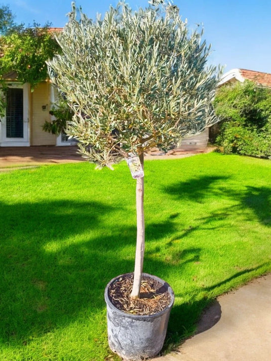 Olive Bonsai One Head | 180 - 200cm | Nursery Pot | Outdoor - Freshplants