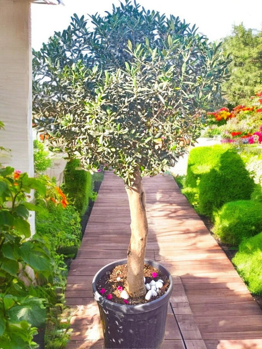 Olive Bonsai Tree | Bonsai Plants | 150 - 170cm | Nursery Pot | Outdoor - Freshplants