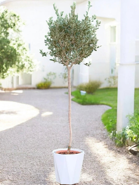 Olive Bonsai Tree | Bonsai Plants | 180 - 200 cm | White Ceramic Pot | Outdoor - Freshplants