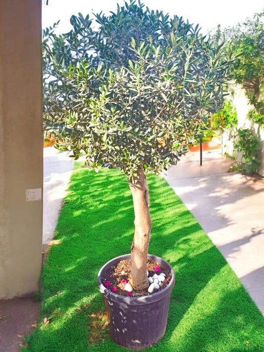 Olive Bonsai Tree | Bonsai Plants | 180 - 200cm | Nursery Pot | Outdoor - Freshplants