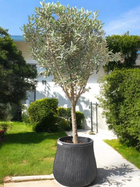 Olive Bonsai Tree | Bonsai Plants | 200 cm | Black Ceramic Pot | Outdoor - Freshplants