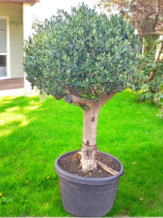 Olive Large 2 Meter Tree | Nursery Pot | Outdoor | Freshplants - Freshplants