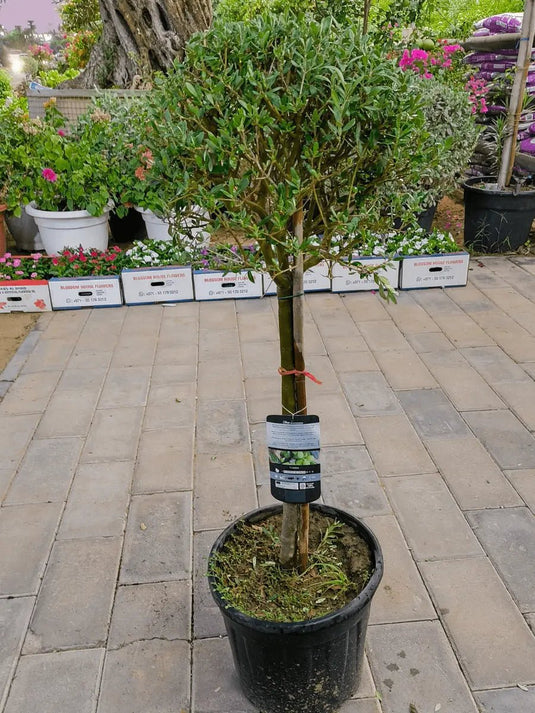 Olive One Head Bonsai | Bonsai Plants Online in UAE | FreshPlants - Freshplants