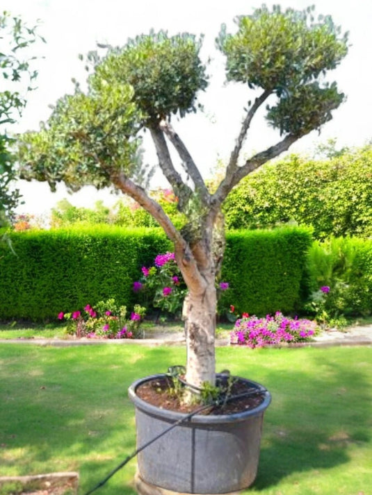 Olive Tree | Bonsai Plants | 200 - 250cm | Nursery Pot | Outdoor - Freshplants