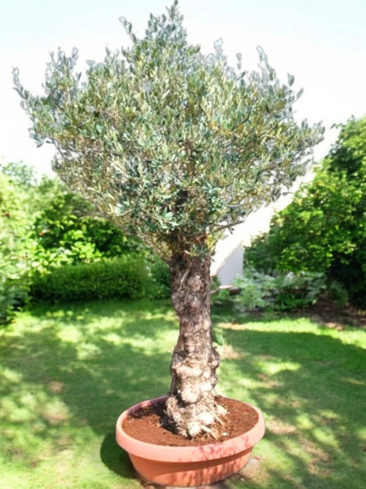 Olive Tree | Bonsai Plants | 210 cm | Nursery Pot | Outdoor - Freshplants