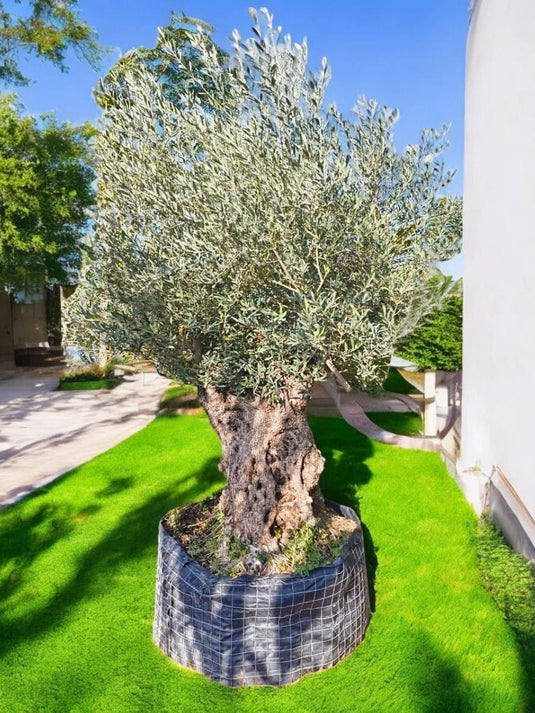 Olive Very Big Trunk Tree | 200 cm | Nursery Pot | Outdoor - Freshplants