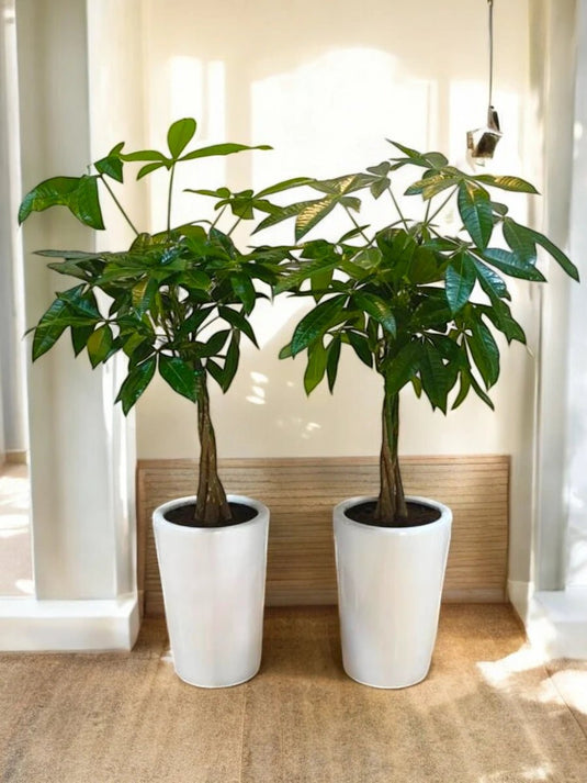 Pachira 2X Bundle | Long Ceramic Pot | 100 - 130 cm - Freshplants