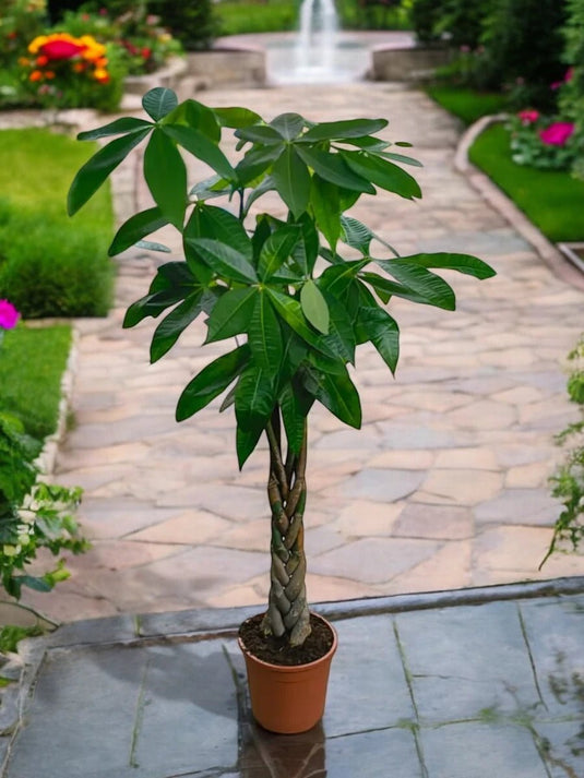 Pachira Aquatica - Money Tree | 100 - 120 cm | Nursery Pot - Freshplants