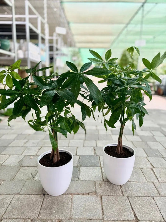 Pachira Green Bundle (2 Pcs) | Home and Office Plant | Nursery and Ceramic Pot - Freshplants