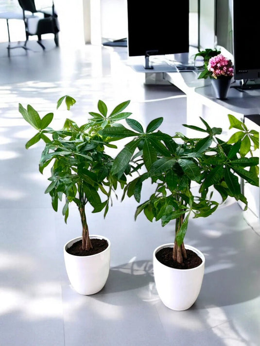 Pachira Lovers Bundle (2 Pcs) | Home and Office Plant | Ceramic Pot - Freshplants