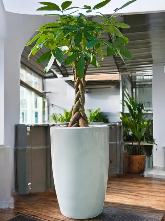 Pachira Plant | Aquatica Twisted Trunk | 100 - 120 cm | Silver Grey Ceramic Long Pot - Freshplants