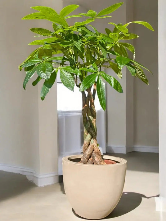 Pachira Plant | Aquatica Twisted Trunk | Indoor Plant | Fiber Pot Included - Freshplants