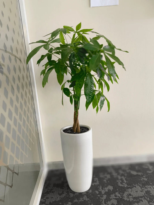 Pachira Plant, Pachira Aquatica, Indoor Plant, Twisted Trunk, 40cm - 150cm - Freshplants