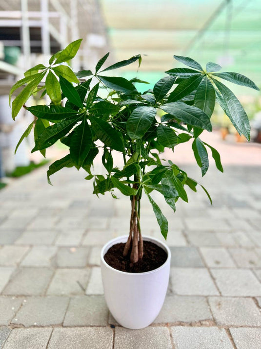 Pachira Plant, Pachira Aquatica, Indoor Plant, Twisted Trunk, 40cm - 150cm - Freshplants