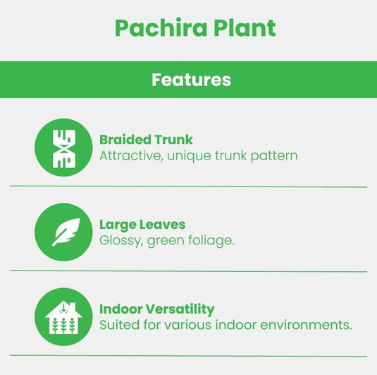 Pachira Plant | Pachira Aquatica | Indoor Plant | Twisted Trunk - Freshplants