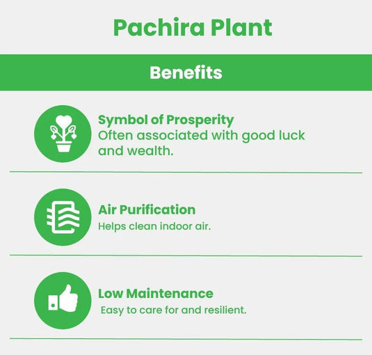 Pachira Plant | Pachira Aquatica | Indoor Plant | Twisted Trunk - Freshplants