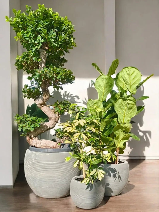 Palm and Peace Trio | Ficus Panda S Shape, Ficus Lyrata 3PP, Saplera Variegatad Plant | Grey Fiber Pot Set Included - Freshplants