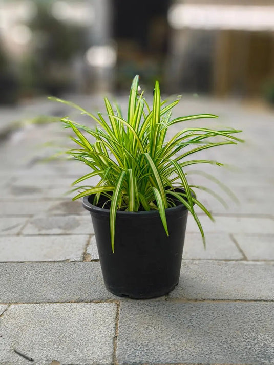 Pandanus Variegated | 20 - 30 cm with Nursery and Ceramic Pot - Freshplants