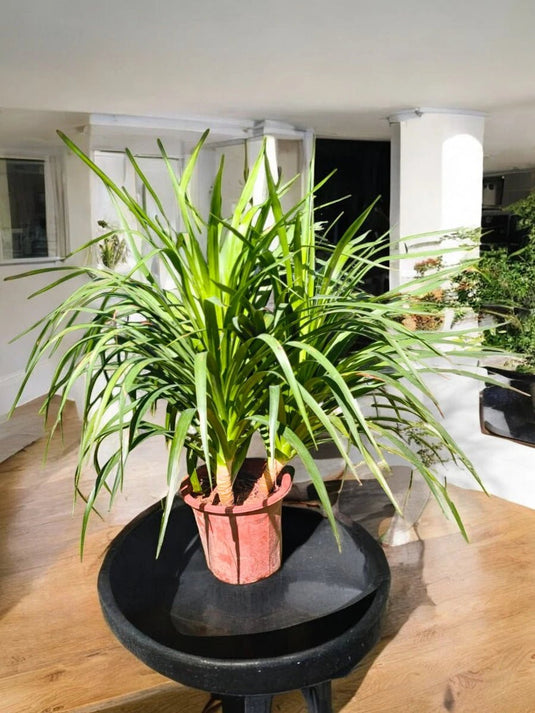 Pandanus Variegated | 20 - 30 cm with Nursery and Ceramic Pot - Freshplants