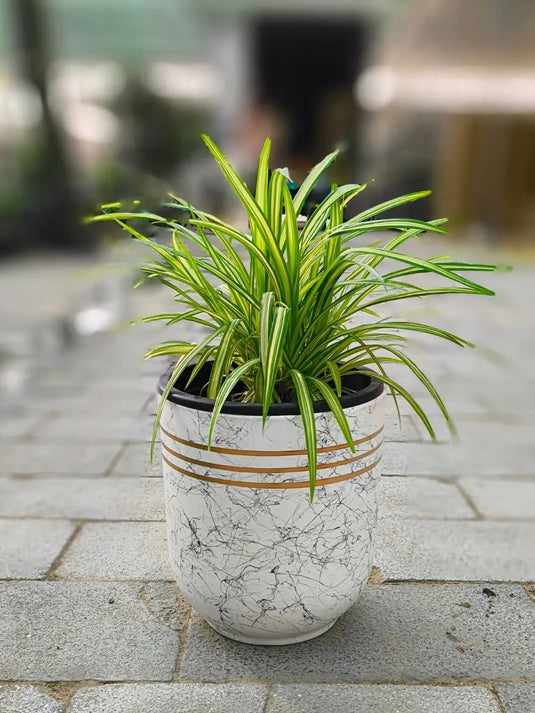 Pandanus Variegated | 20 - 30 cm with Nursery and Ceramic Pot - Freshplants