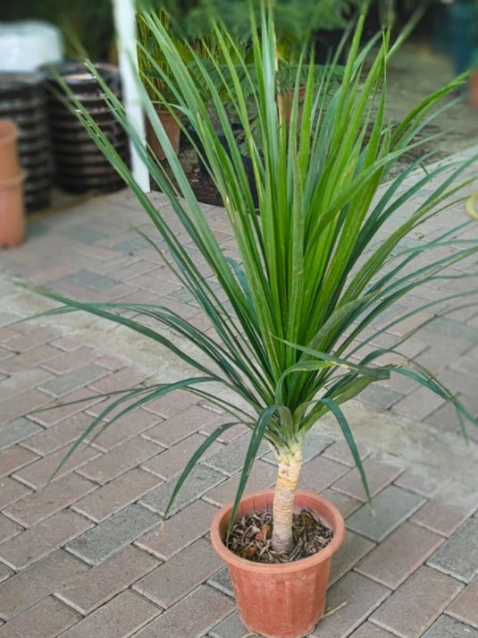 Pandanus Variegated | 20 - 30 cm with Nursery and Ceramic Pot - Freshplants