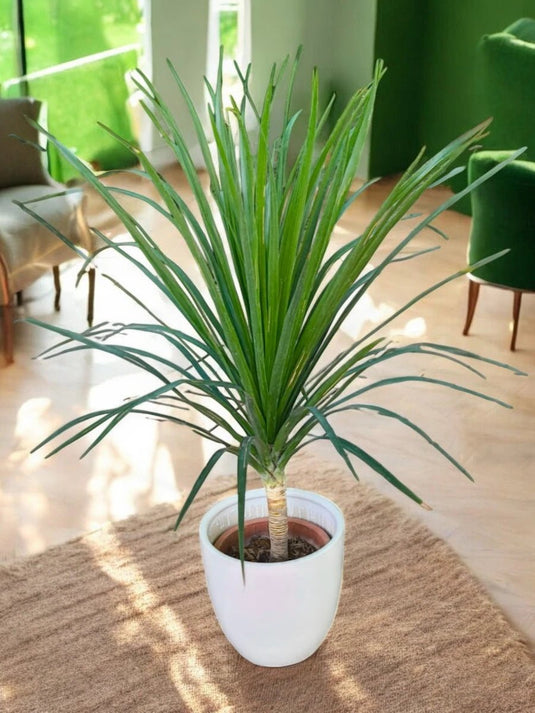 Pandanus Variegated | 20 - 30 cm with Nursery and Ceramic Pot - Freshplants