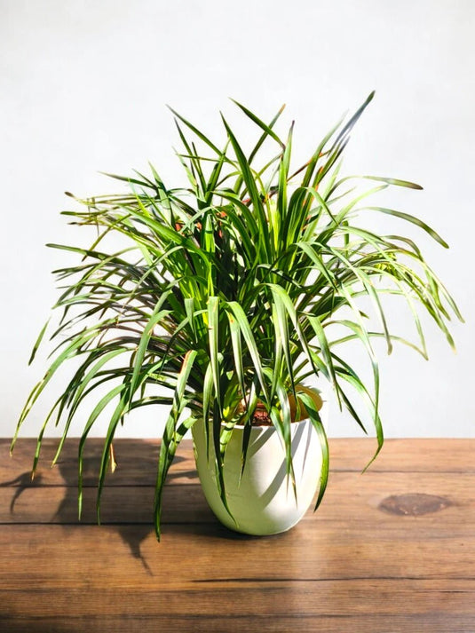 Pandanus Variegated | 20 - 30 cm with Nursery and Ceramic Pot - Freshplants