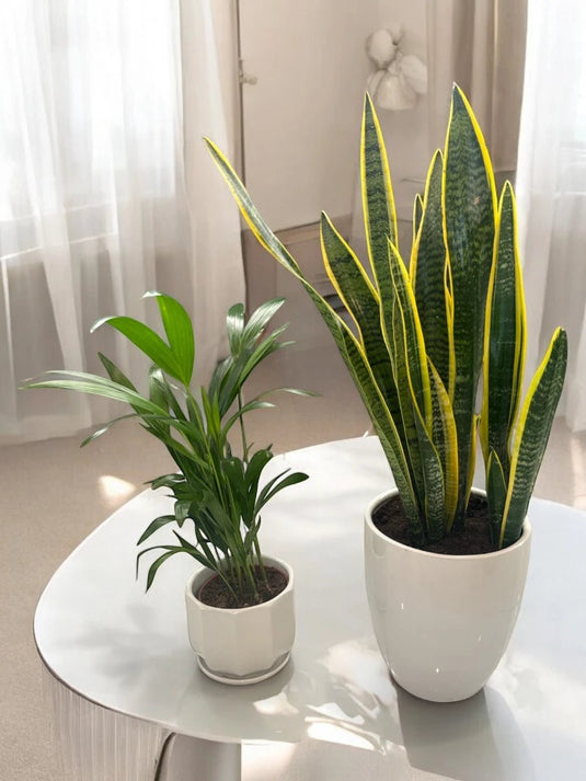 Parlour Palm - Snake Plant Bundle Offer - 2X Plants - Freshplants