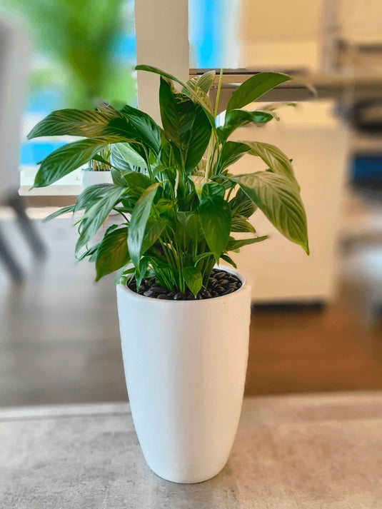 Peace Lily | Spathiphyllum Plant | Indoor Plants| Small - Large Size, 30cm - 120cm, Nursery or Ceramic Pot - Freshplants