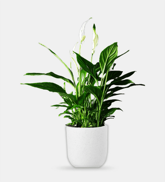 Peace Lily | Spathiphyllum Plant | Indoor Plants| Small - Large Size, 30cm - 120cm, Nursery or Ceramic Pot - Freshplants