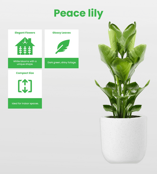 Peace Lily | Spathiphyllum Plant | Indoor Plants| Small - Large Size, 30cm - 120cm, Nursery or Ceramic Pot - Freshplants