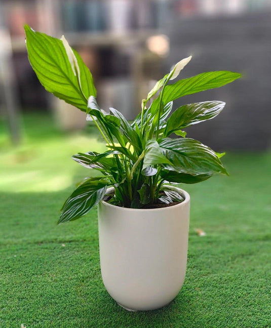 Peace Lily | Spathiphyllum Plant | Indoor Plants| Small - Large Size, 30cm - 120cm, Nursery or Ceramic Pot - Freshplants