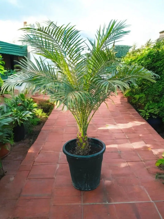 Phoenix Palm | Phoenix Roebelenii | Outdoor Plant | 90 - 110 cm - Freshplants