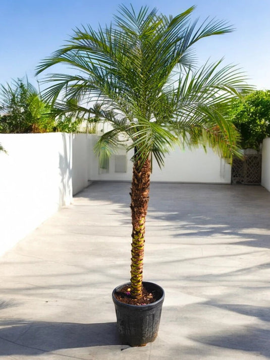 Phoenix Palm | Phoenix Roebelenii | XL Size | Outdoor Plant - Freshplants