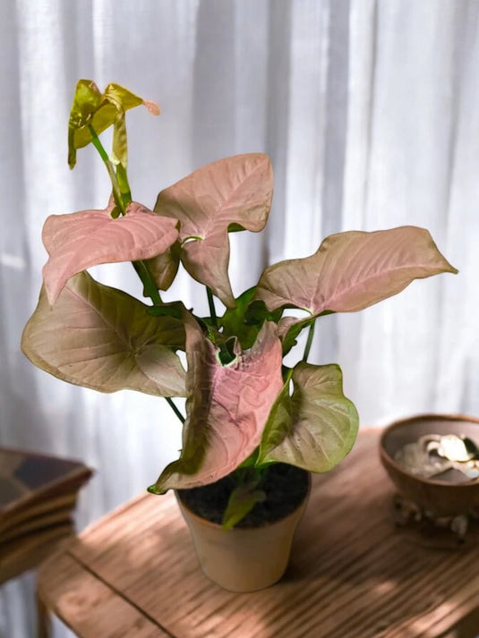 Pink Arrowhead Plant or Syngonium Pink | Syngonium podophyllum 30 - 40 cm - Freshplants