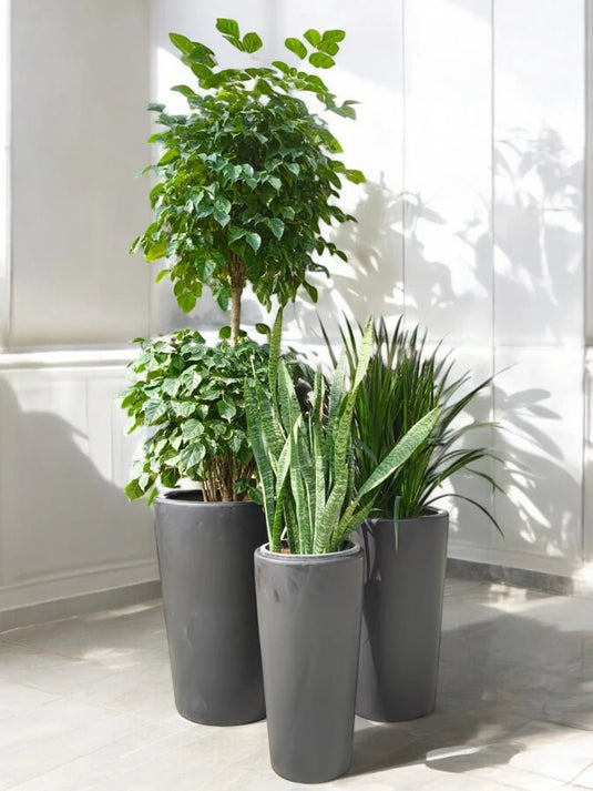 Plant Parenthood Set | Radermachera 2 Step , Yucca, Snake Plant | Black Long Ceramic Pot Set - Freshplants