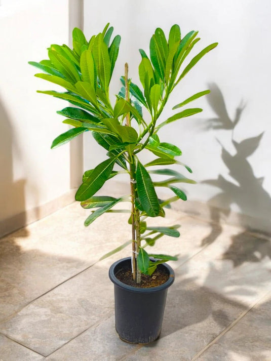 Plumeria Obtusa | 100 - 120 cm Nursery Pot - Freshplants