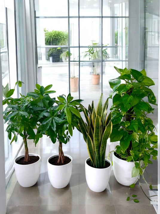 Potted Office Plants Combo (4X Plants )| Pachira Plant, Snake Plant and Swiss Cheese - Freshplants