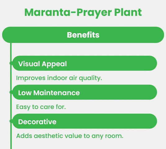 Prayer Plant | Maranta | Calathea Maranta | Maranta Leuconeura | Indoor Plants | Dubai | Abu Dhabi | Delivery | Ceramic, Nursery - Freshplants