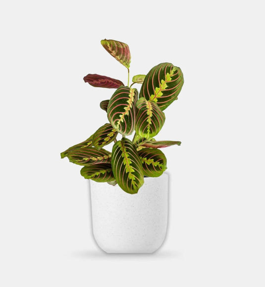 Prayer Plant | Maranta | Calathea Maranta | Maranta Leuconeura | Indoor Plants | Dubai | Abu Dhabi | Delivery | Ceramic, Nursery - Freshplants