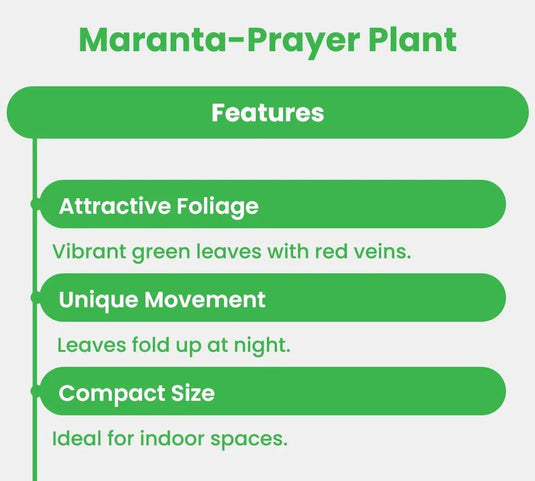 Prayer Plant | Maranta | Calathea Maranta | Maranta Leuconeura | Indoor Plants | Dubai | Abu Dhabi | Delivery | Ceramic, Nursery - Freshplants