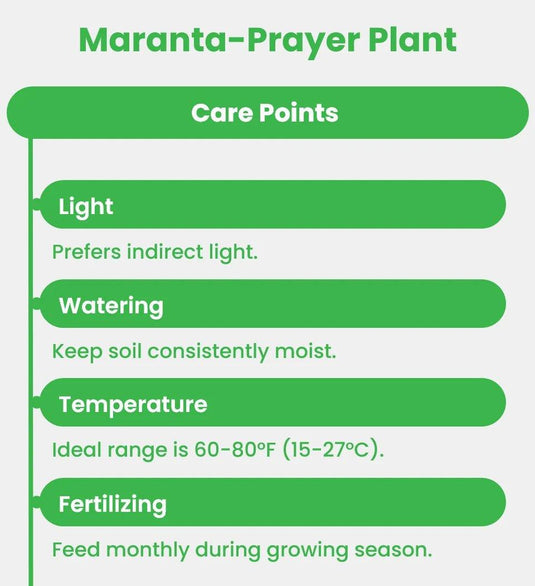 Prayer Plant | Maranta | Calathea Maranta | Maranta Leuconeura | Indoor Plants | Dubai | Abu Dhabi | Delivery | Ceramic, Nursery - Freshplants