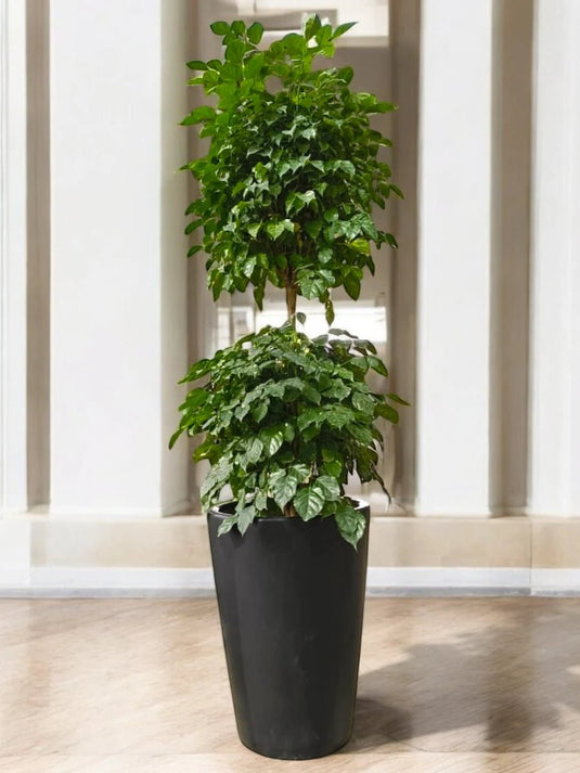 Radermachera 2 Step | China Doll plant | Black Ceramic Long Pot - Freshplants