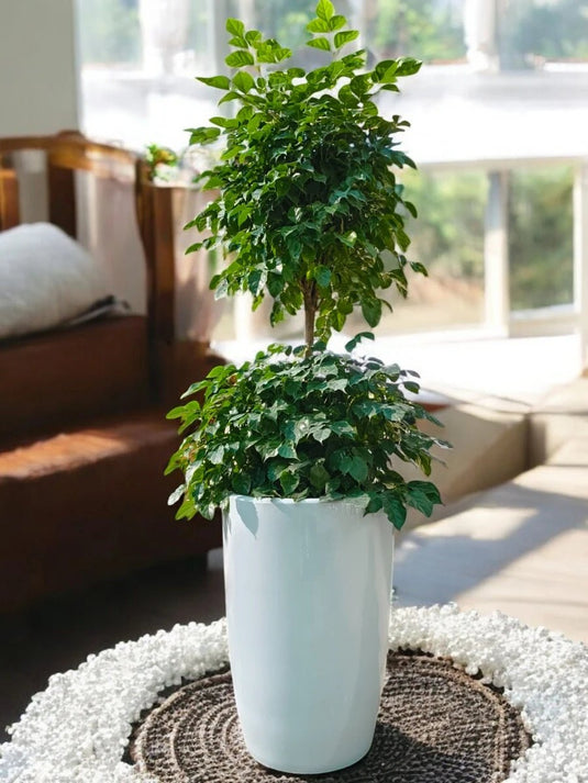 Radermachera 2 Step | China Doll plant | Silver Grey Ceramic Long Pot - Freshplants