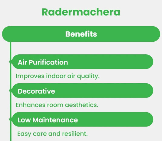 Radermachera | China Doll plant - Freshplants