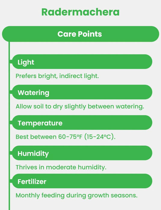 Radermachera | China Doll plant - Freshplants