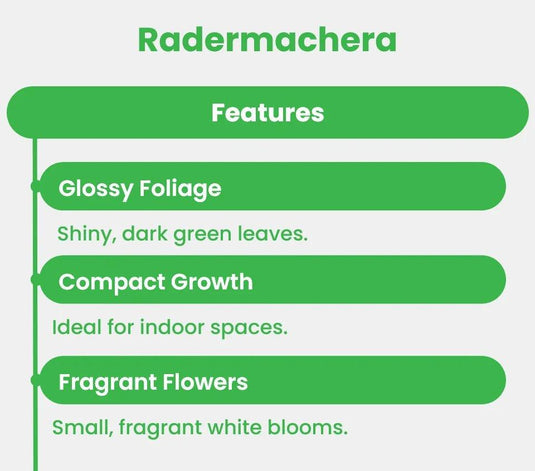 Radermachera | China Doll plant - Freshplants