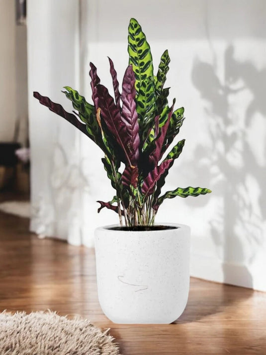 Rattlesnake Plant | Calathea Lancifolia - Freshplants