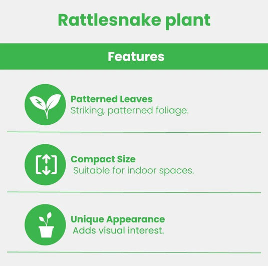 Rattlesnake Plant | Calathea Lancifolia - Freshplants