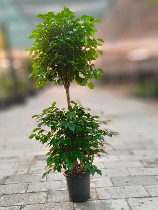 Red Machira 2 Head (China Doll) | Nursery Pot | 140 - 150 cm Plant - Freshplants